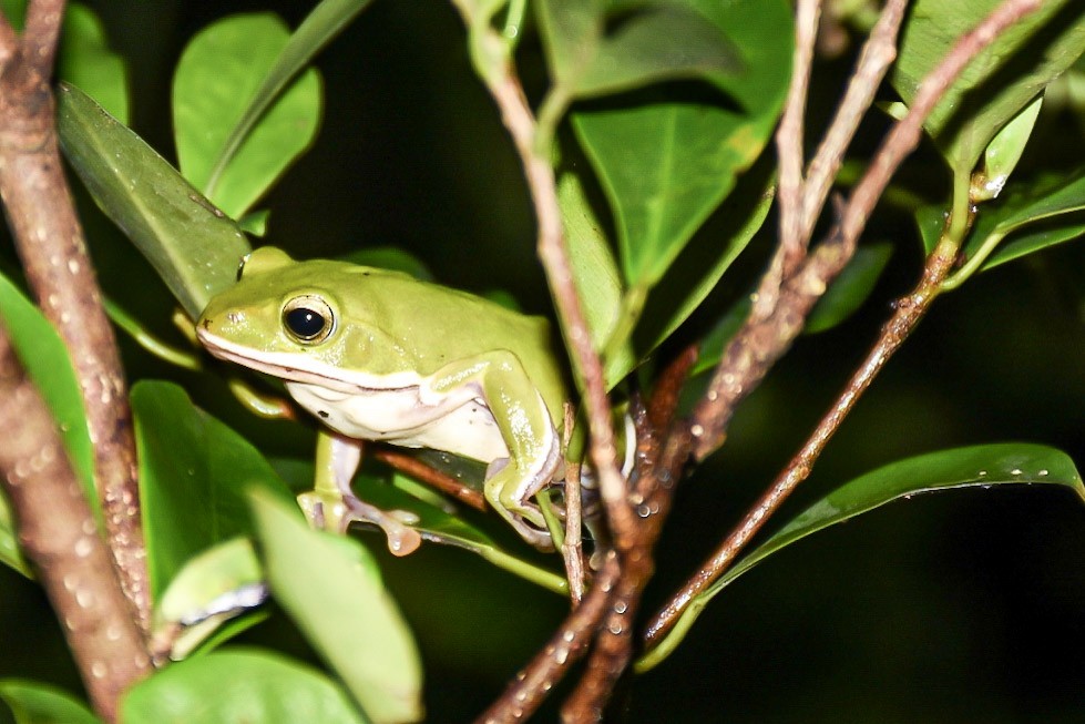 דו-חיים - ML638712828