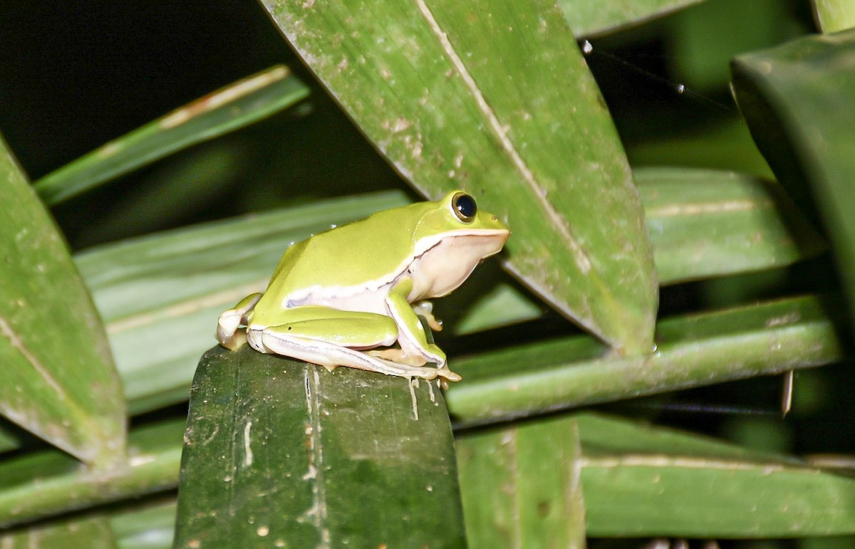 דו-חיים - ML638712829