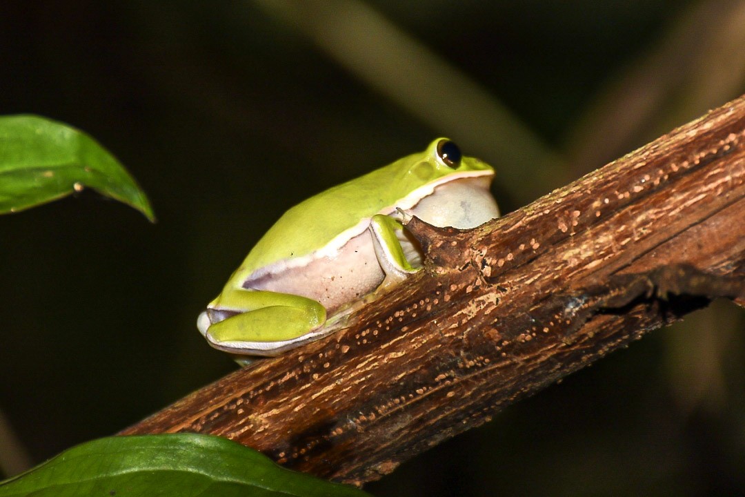 דו-חיים - ML638712830