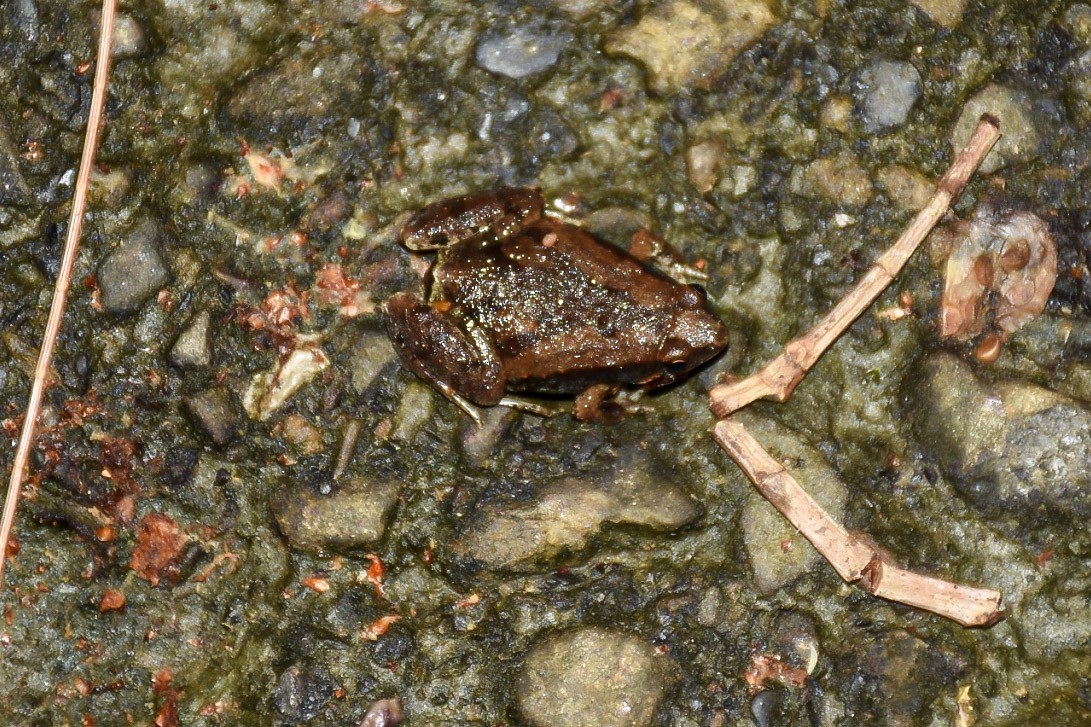 דו-חיים - ML638712831