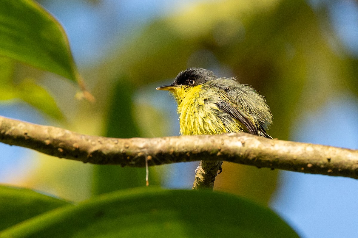 Common Tody-Flycatcher - ML638712837