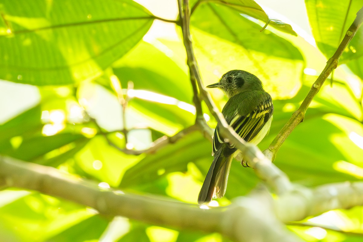 Slaty-capped Flycatcher - ML638712850