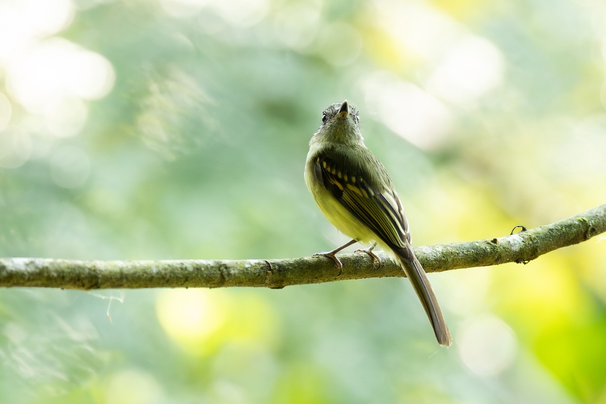 Slaty-capped Flycatcher - ML638712851