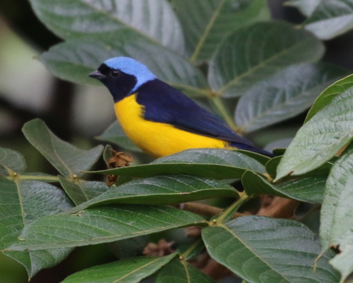 Golden-rumped Euphonia - ML638712863
