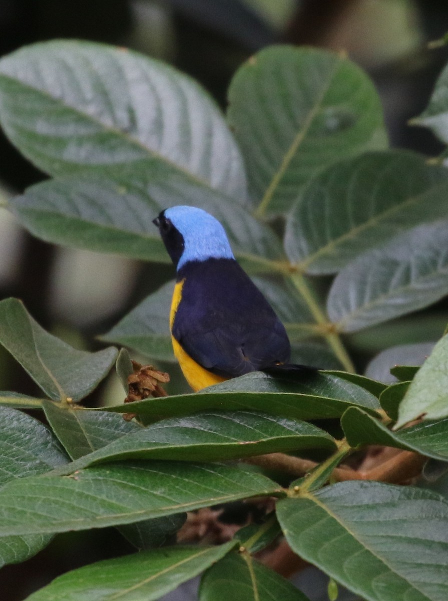Golden-rumped Euphonia - ML638712864