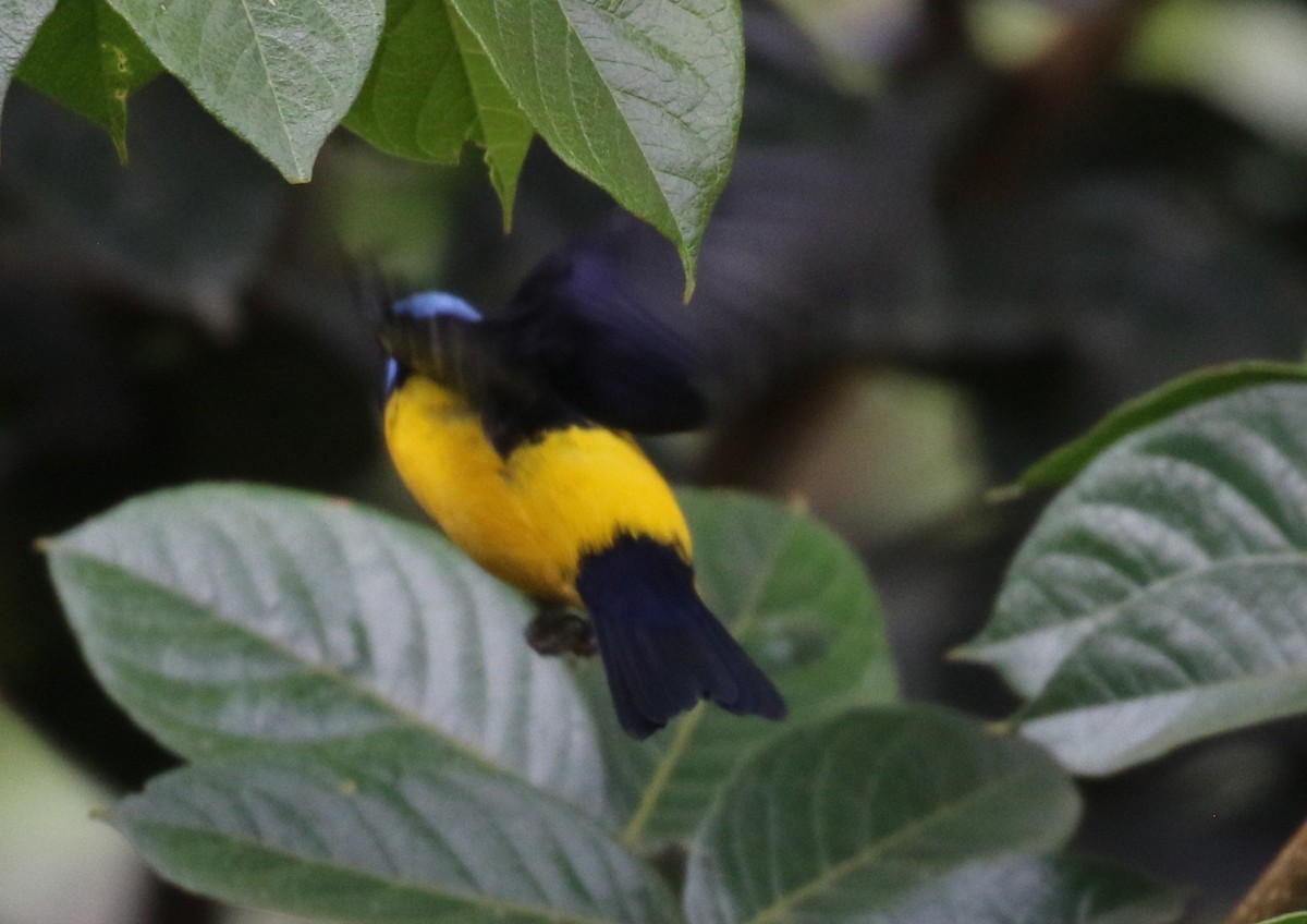 Golden-rumped Euphonia - ML638712867