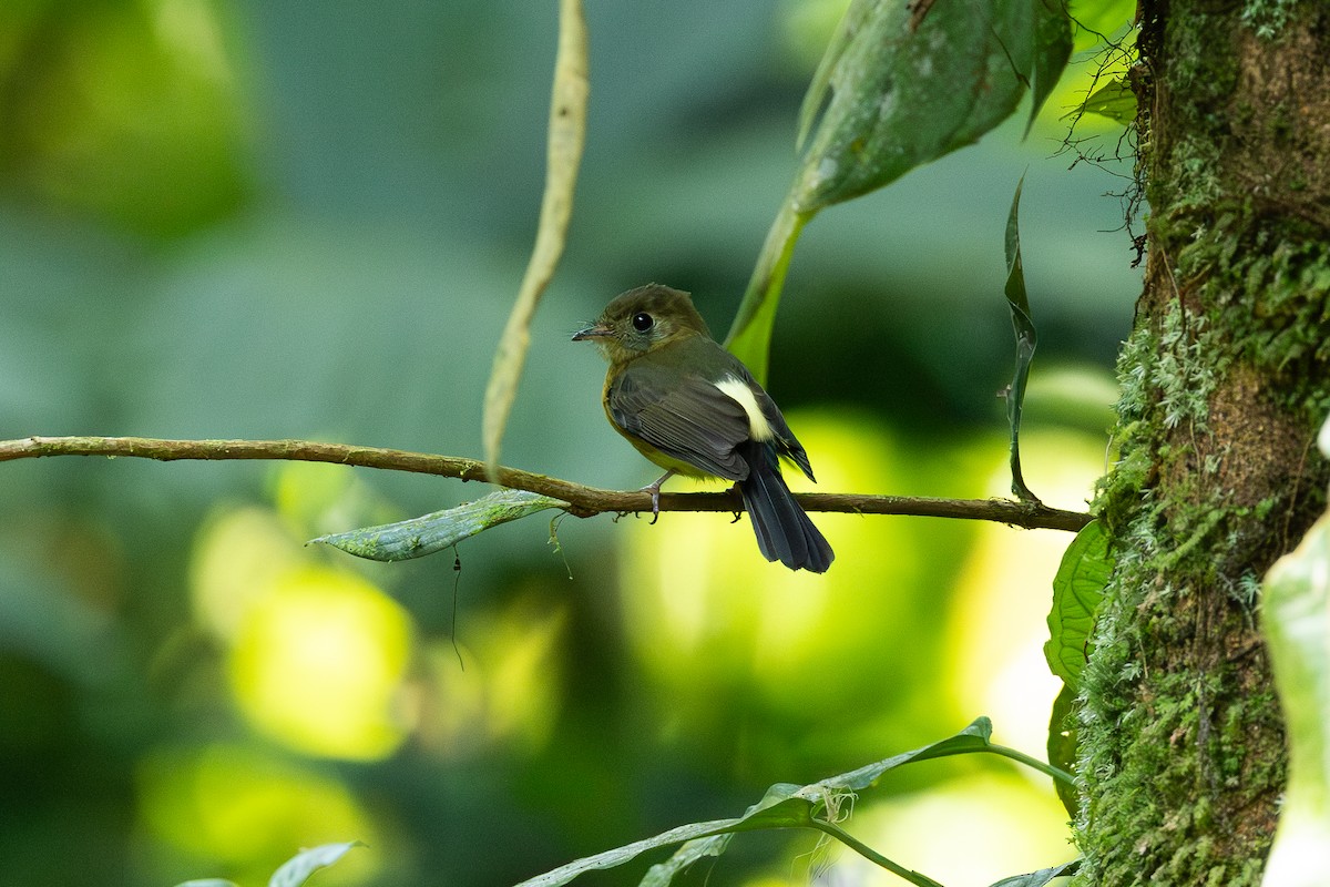 Sulphur-rumped Flycatcher - ML638712874