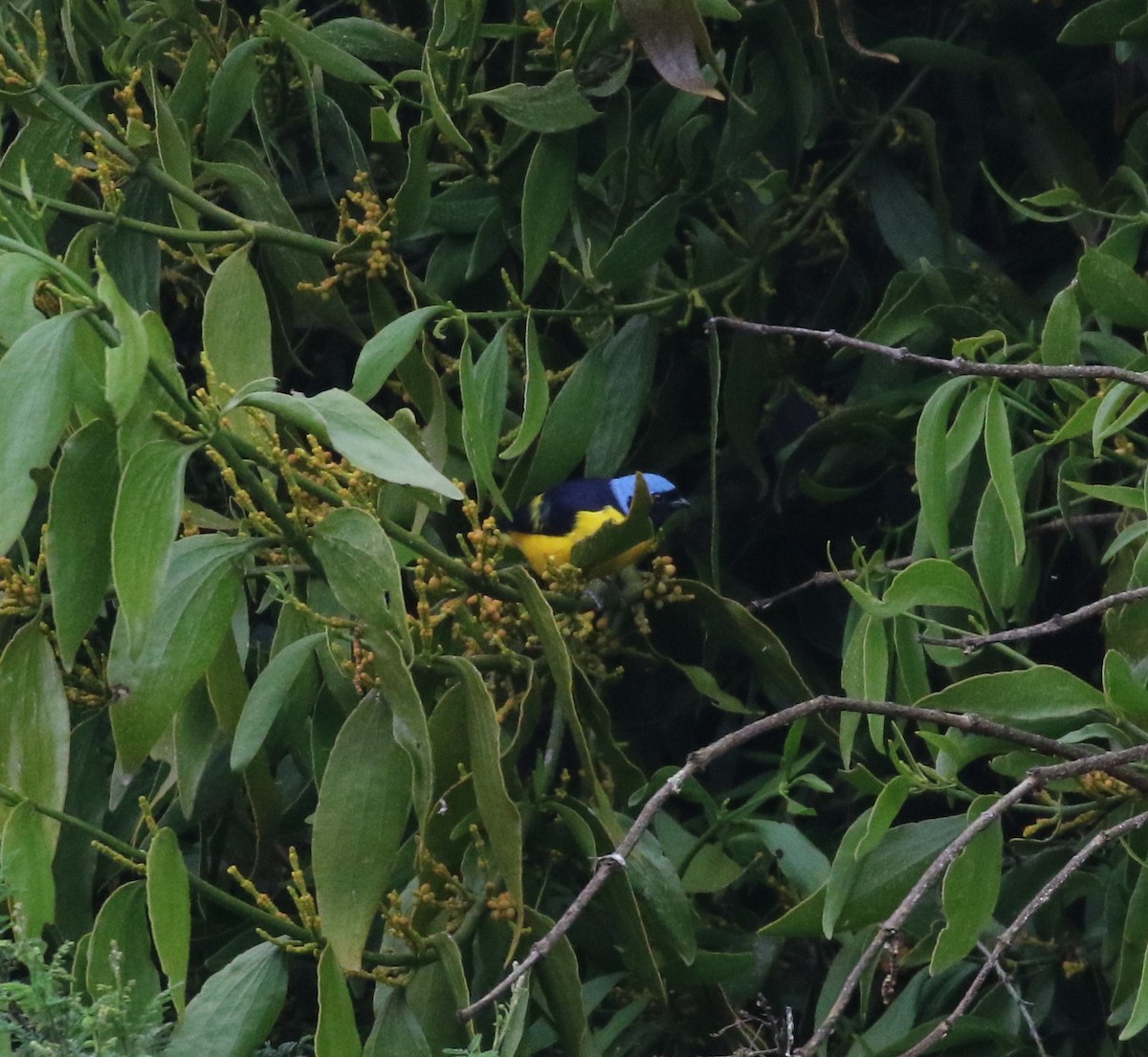 Golden-rumped Euphonia - ML638712879
