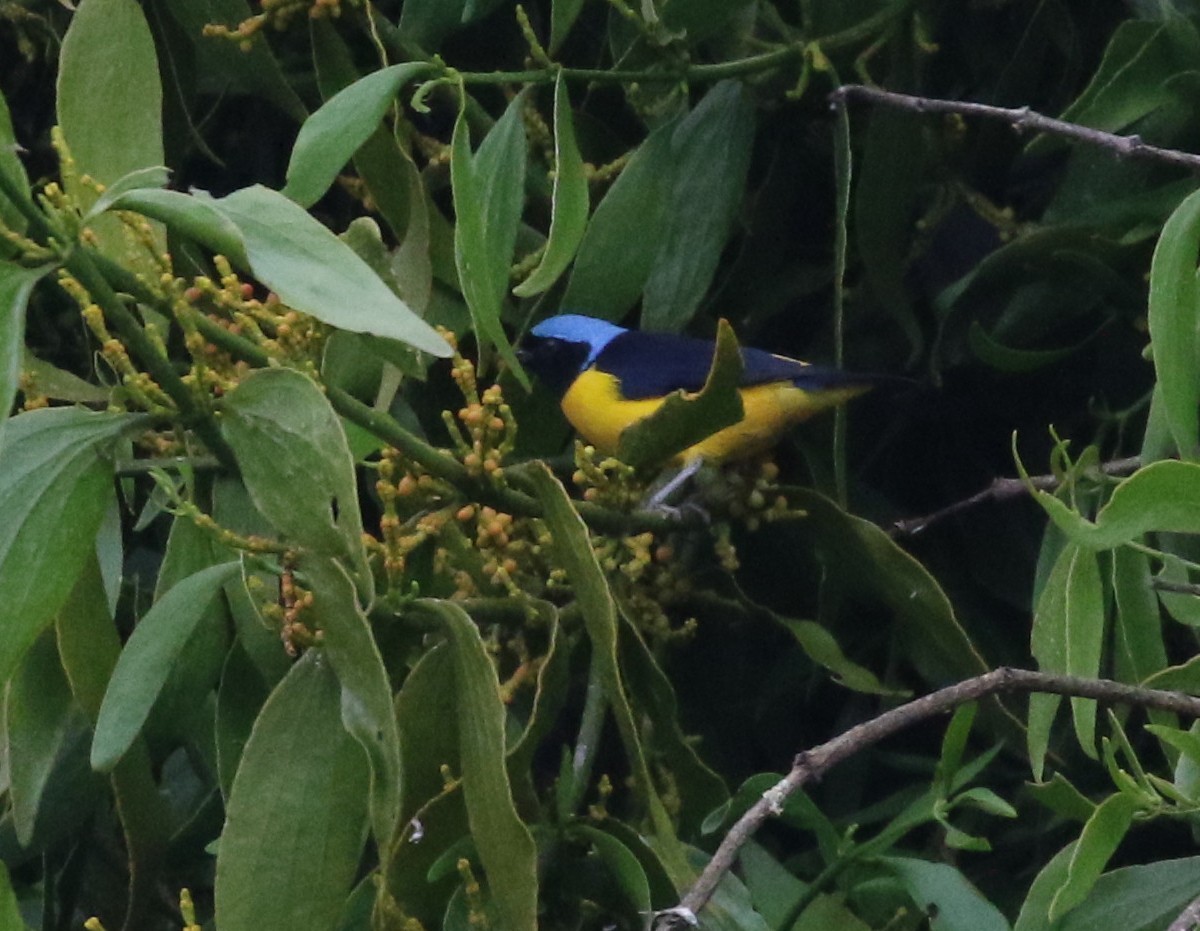 Golden-rumped Euphonia - ML638712882