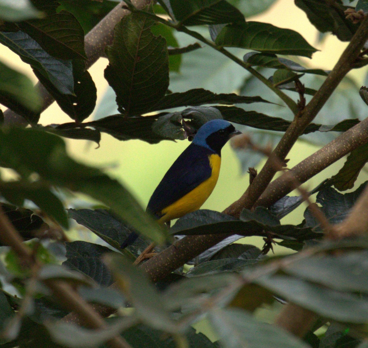 Golden-rumped Euphonia - ML638712884