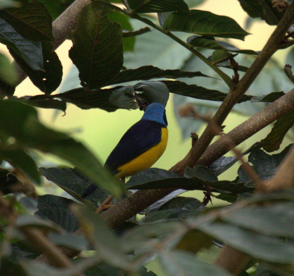 Golden-rumped Euphonia - ML638712885