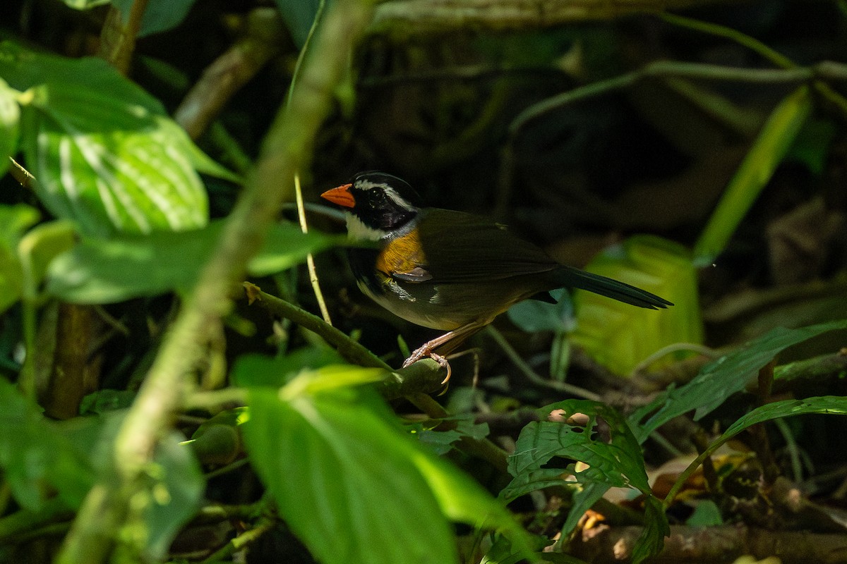 Orange-billed Sparrow - ML638712897