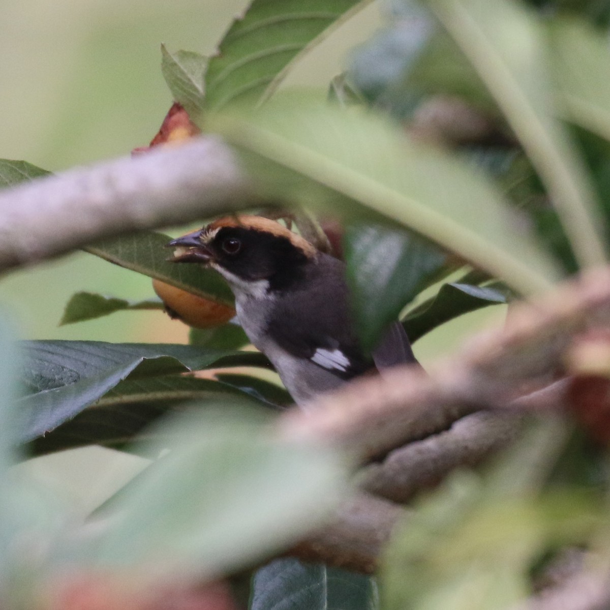 White-winged Brushfinch - ML638712902