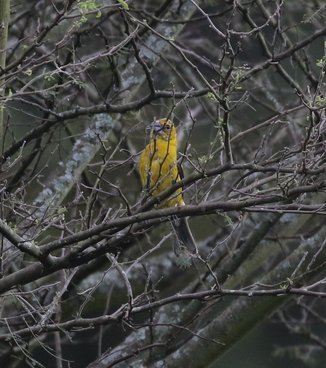 Golden Grosbeak - ML638712909