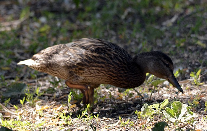 Mallard - Robin Sowton