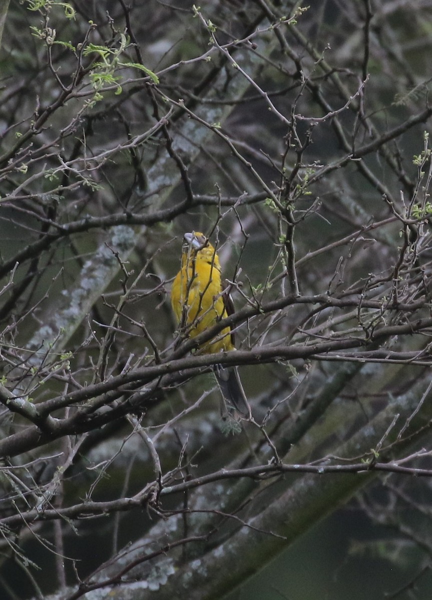 Golden Grosbeak - ML638712910