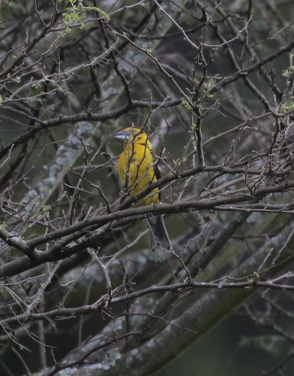 Golden Grosbeak - ML638712912