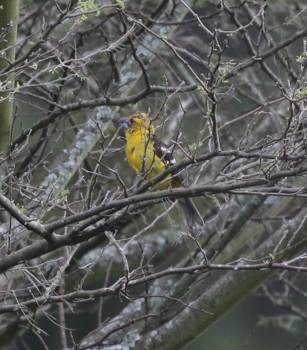 Golden Grosbeak - ML638712915