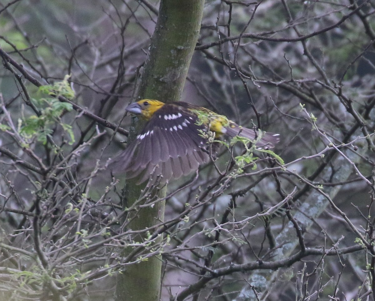 Golden Grosbeak - ML638712921