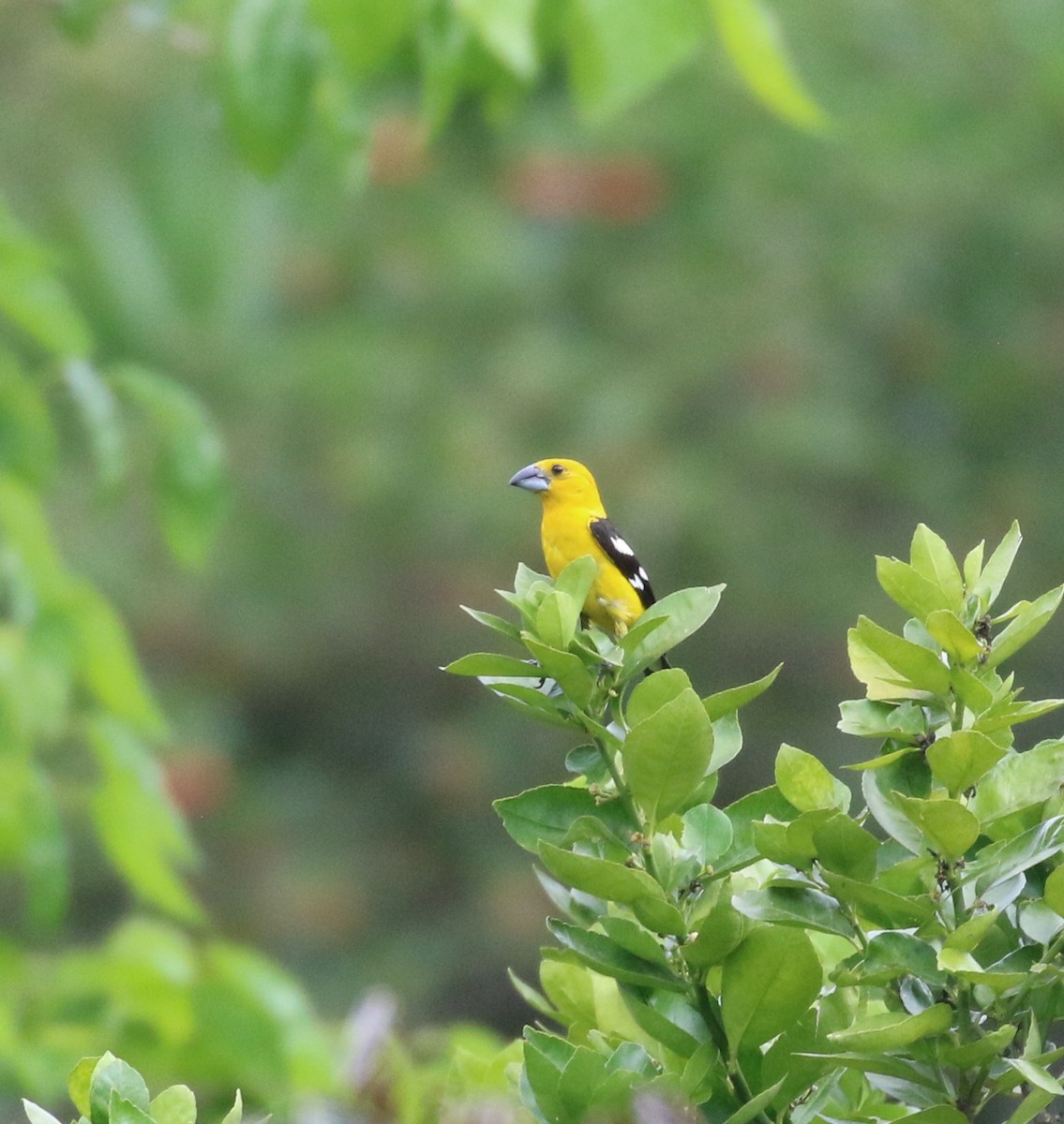 Golden Grosbeak - ML638712923