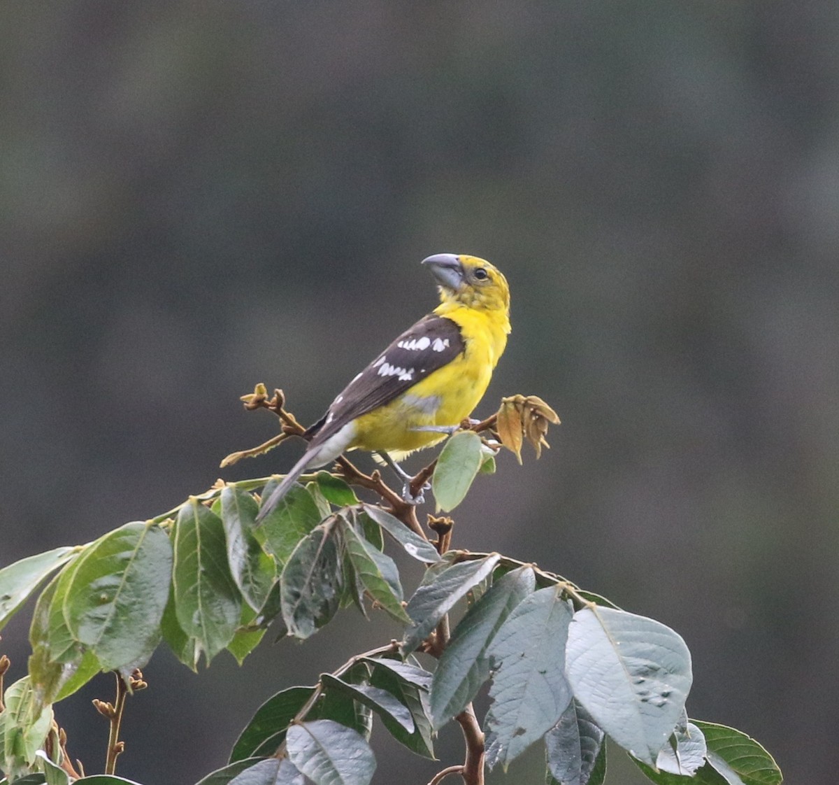 Golden Grosbeak - ML638712931