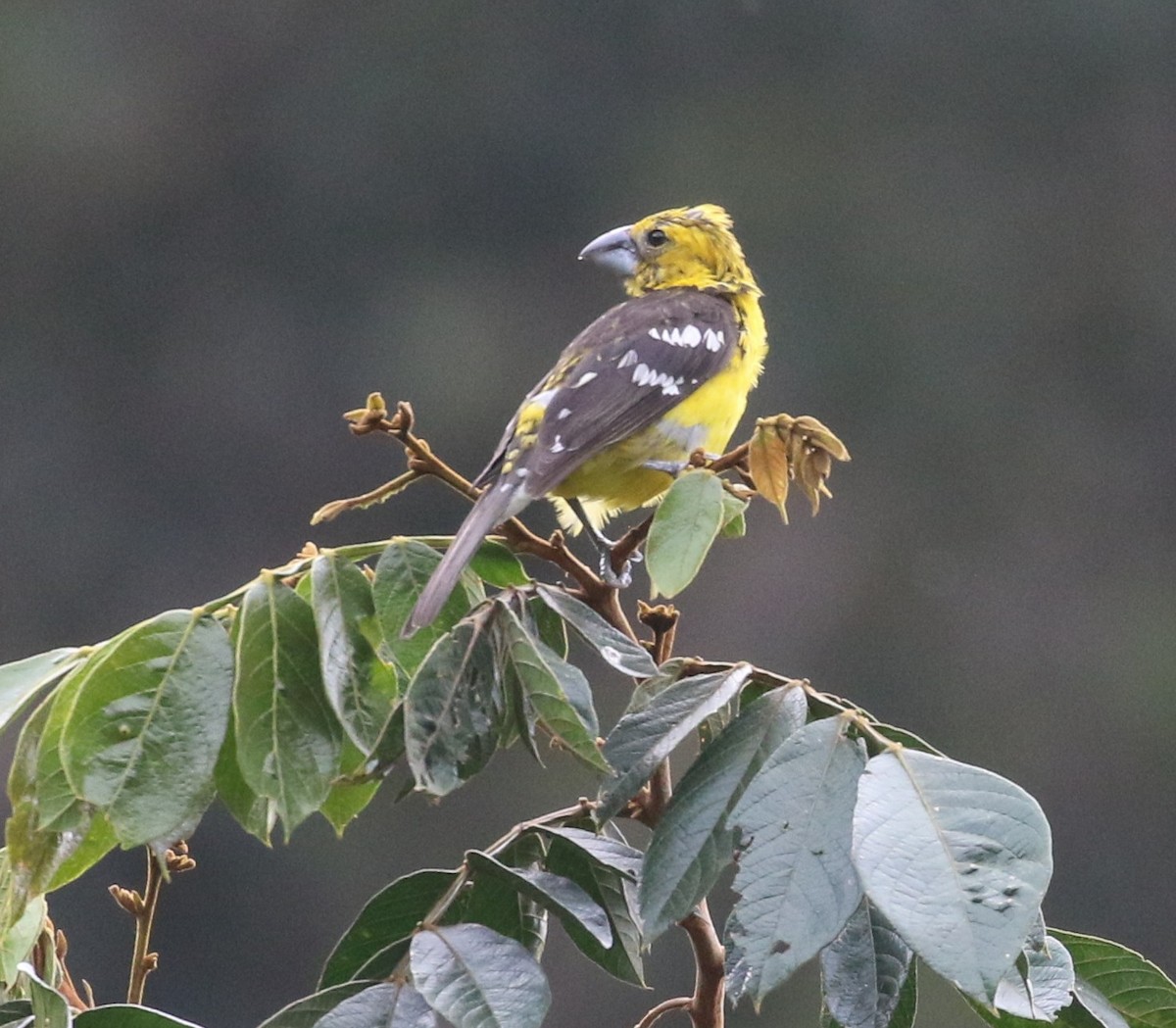 Golden Grosbeak - ML638712934