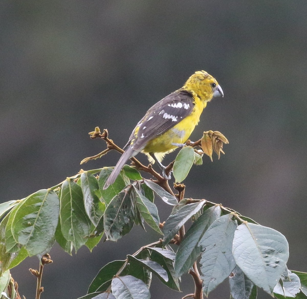 Golden Grosbeak - ML638712940