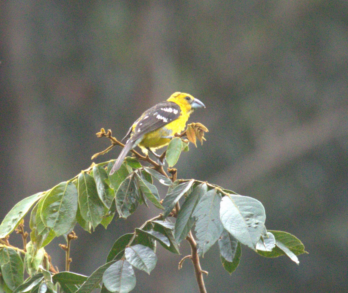 Golden Grosbeak - ML638712947