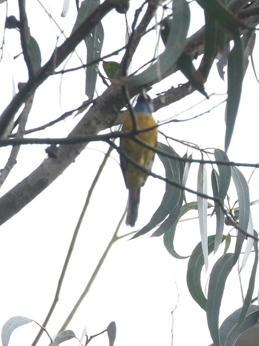 Blue-and-yellow Tanager - ML638712962