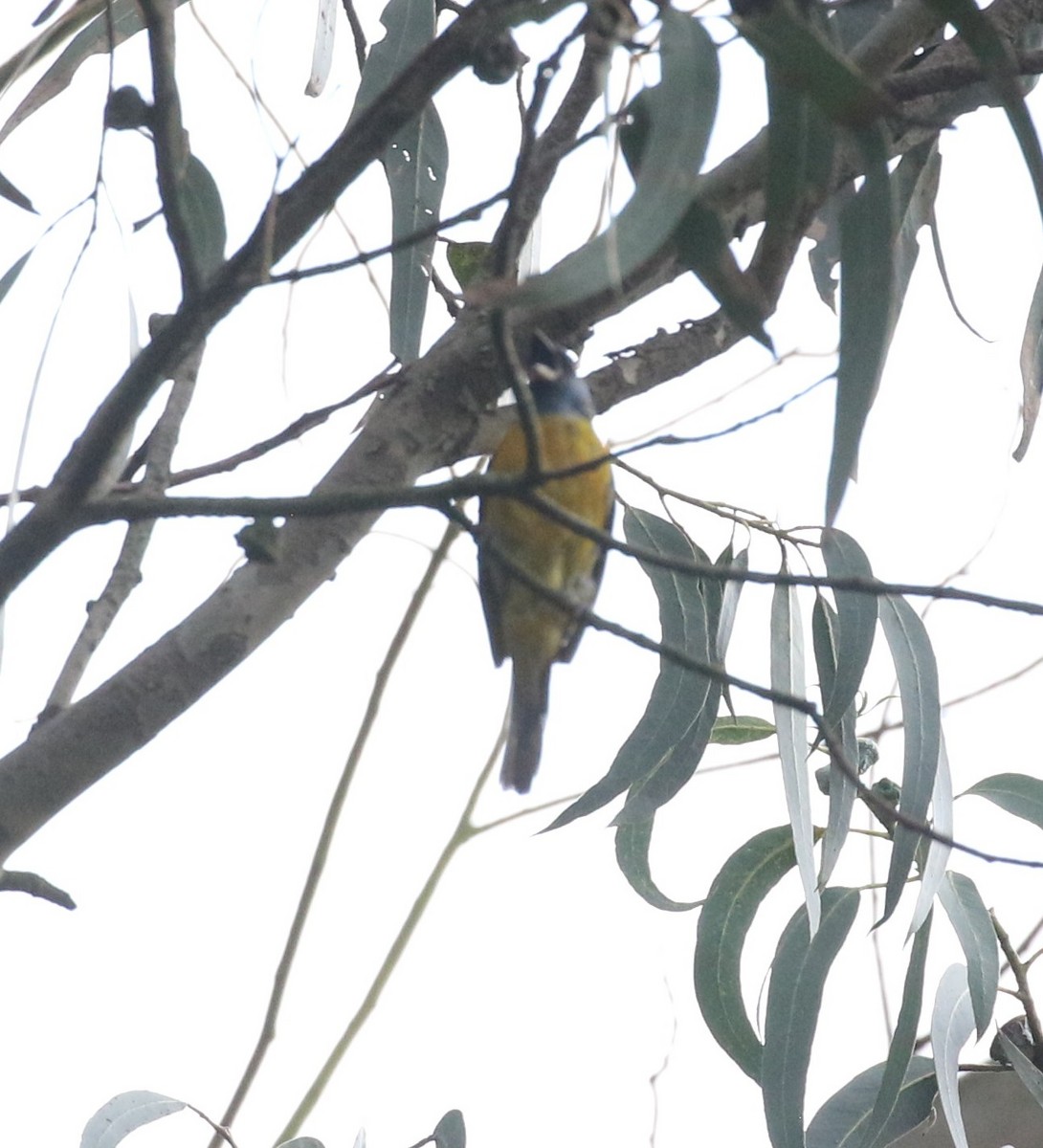 Blue-and-yellow Tanager - ML638712964