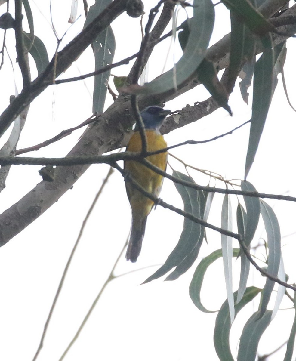 Blue-and-yellow Tanager - ML638712966