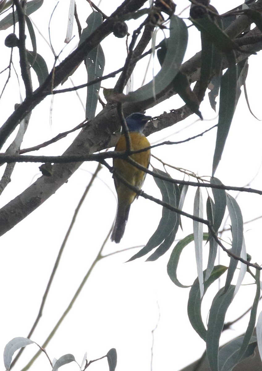 Blue-and-yellow Tanager - ML638712971