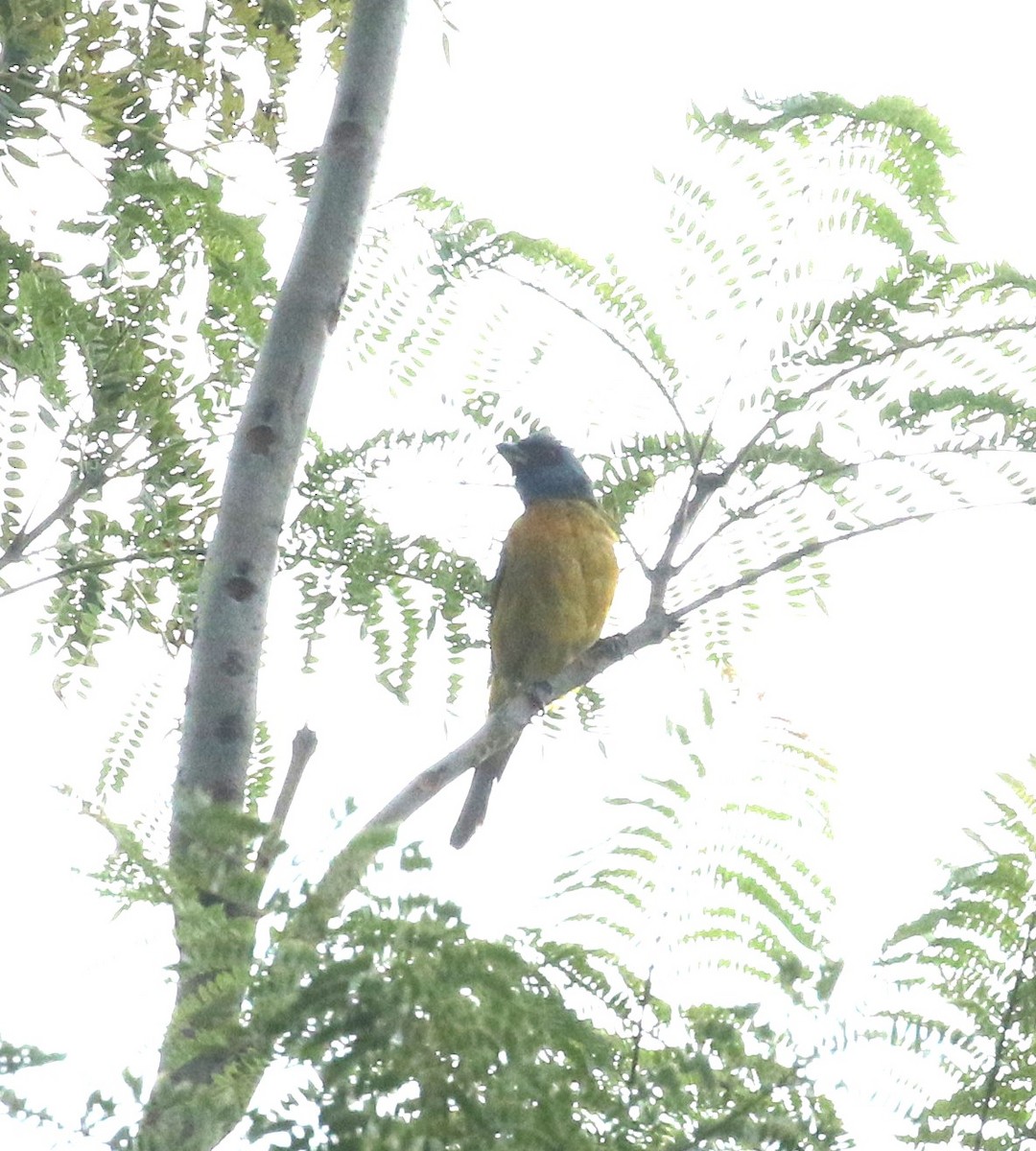 Blue-and-yellow Tanager - ML638712973