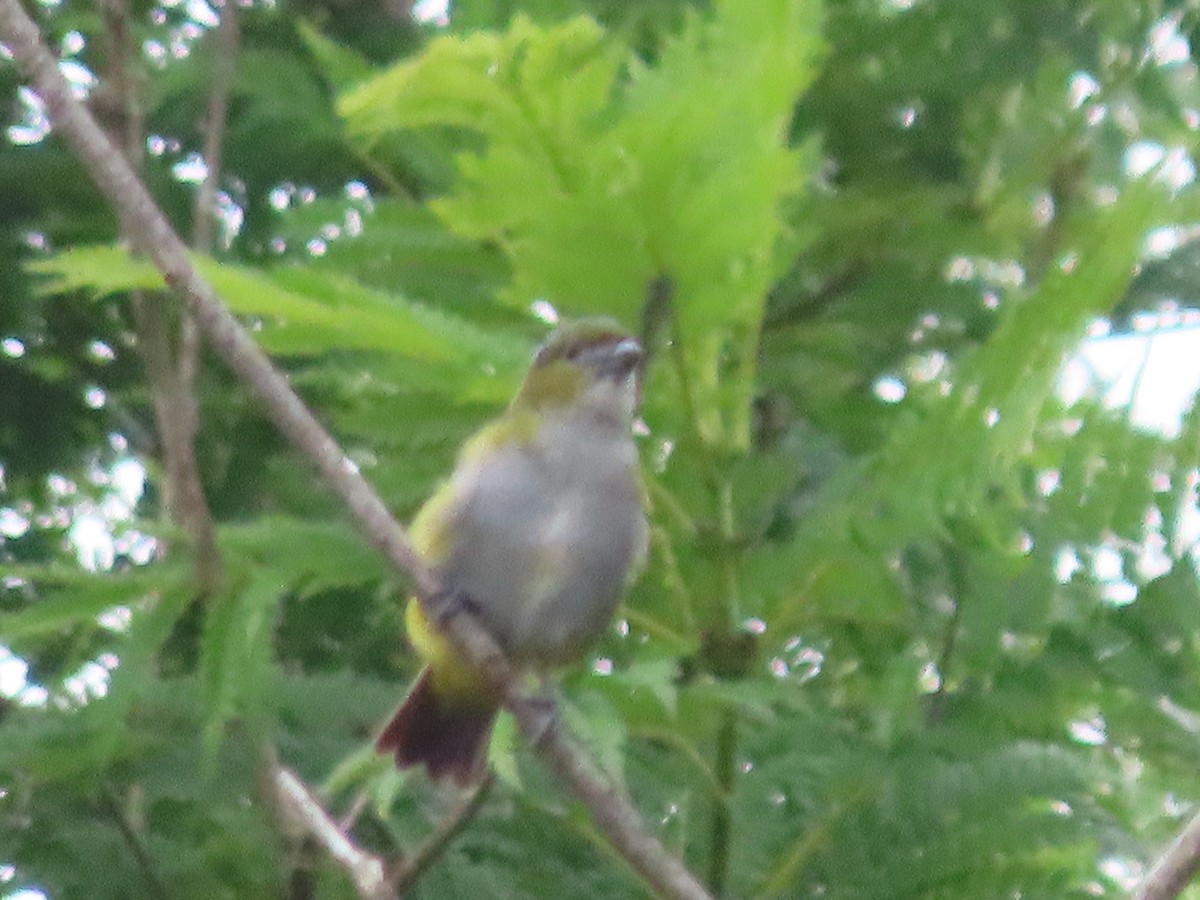 Golden-bellied Euphonia - ML638713008