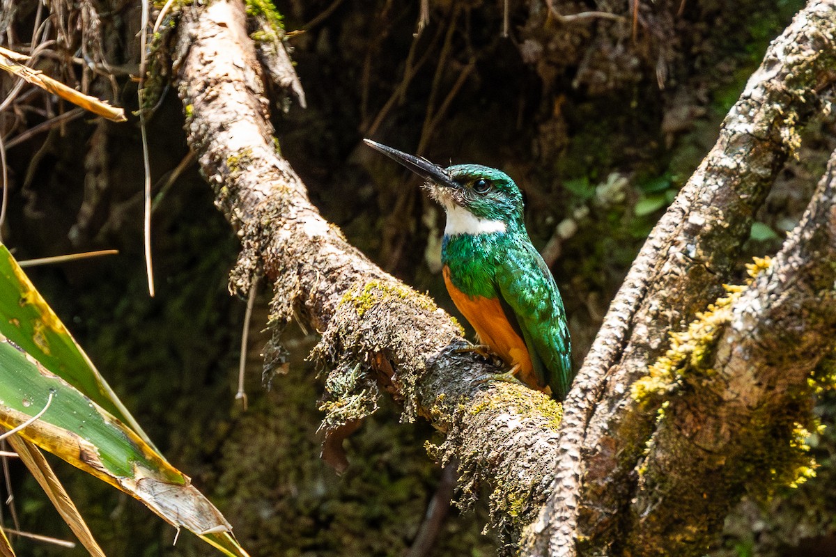 Rufous-tailed Jacamar - ML638713021