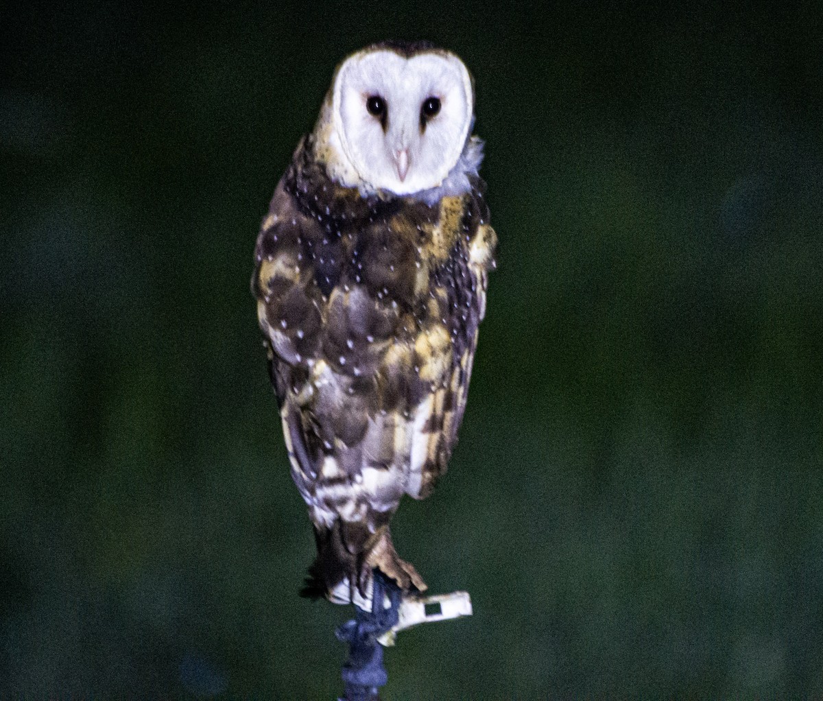 Australasian Grass-Owl - ML638713031