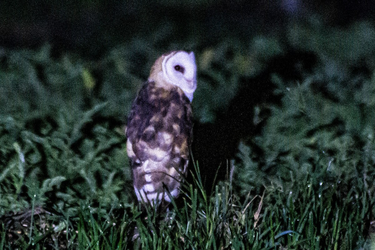 Australasian Grass-Owl - ML638713032