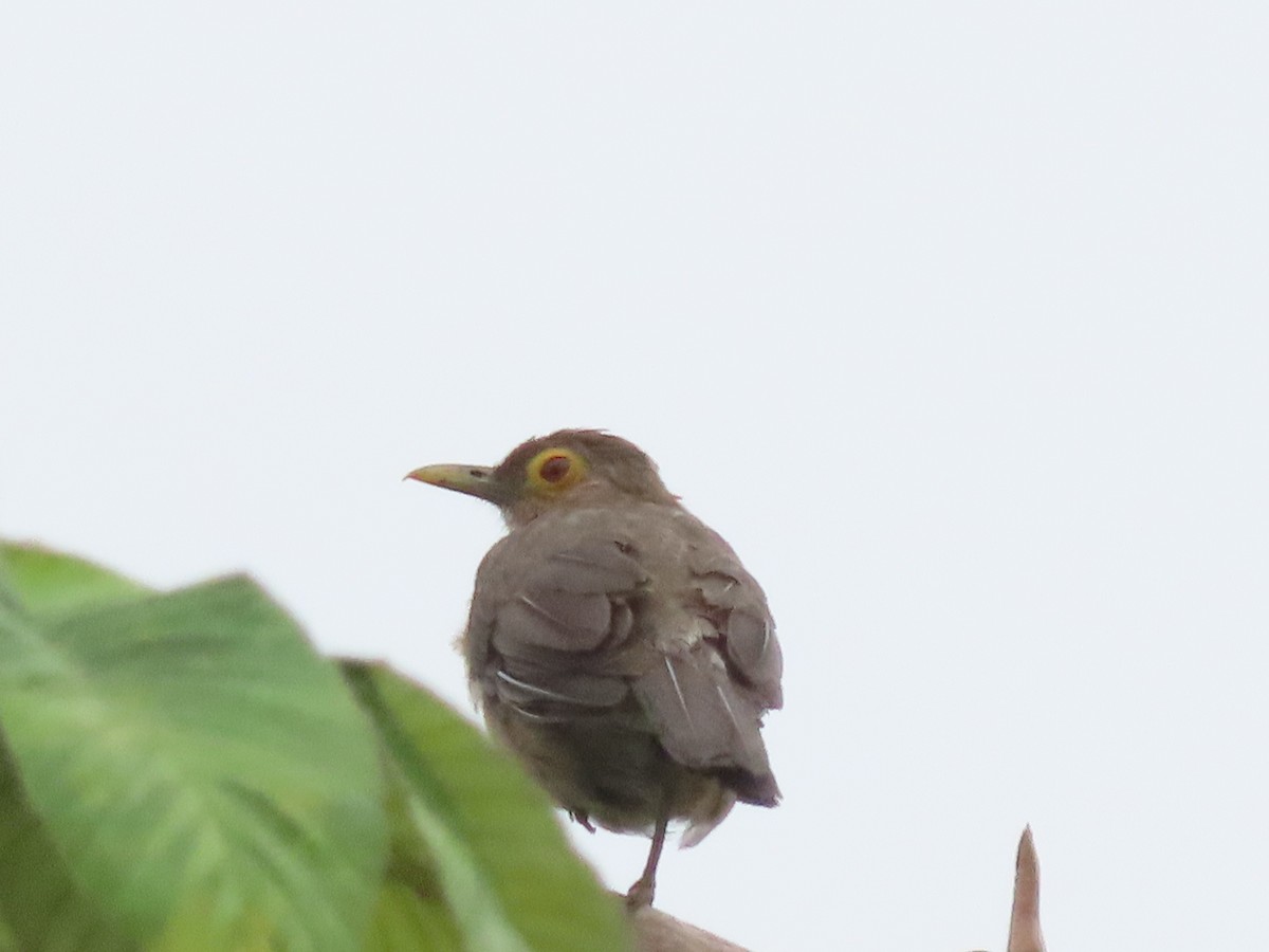 Spectacled Thrush - ML638713052