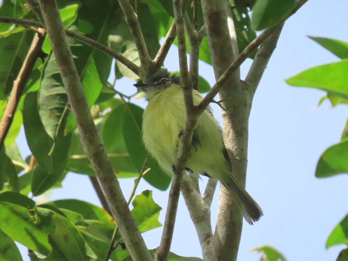 Gray-crowned Flatbill - ML638713075