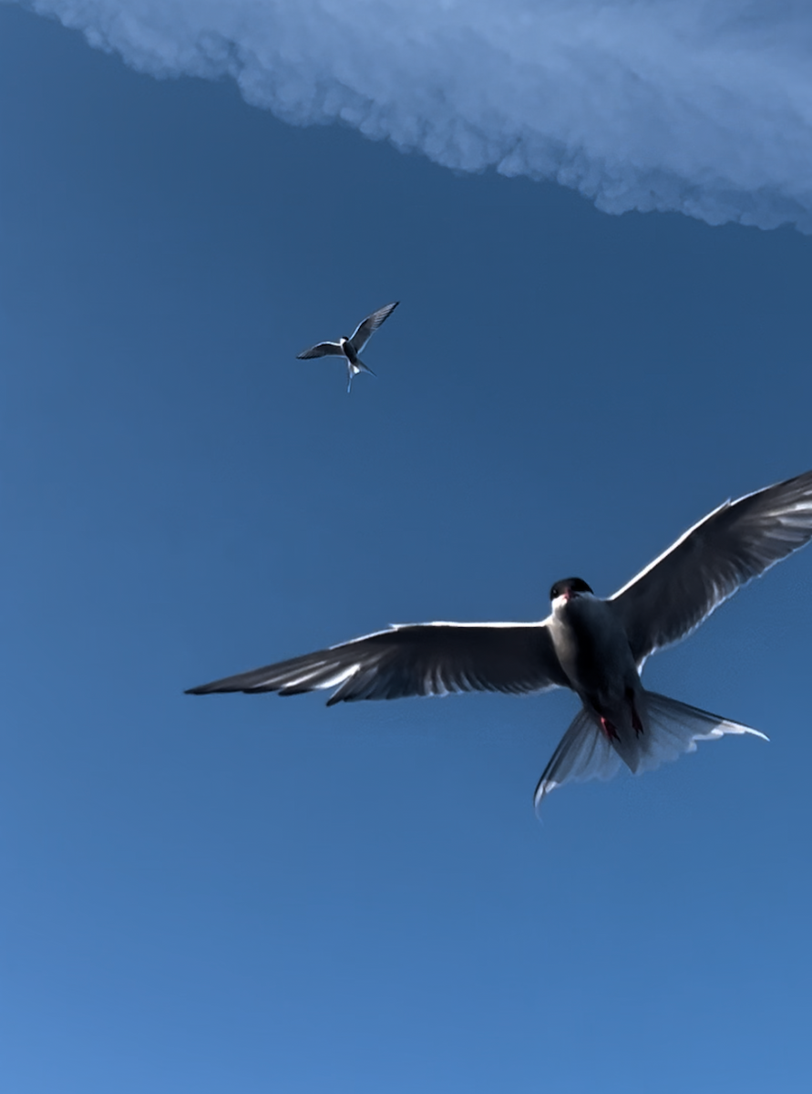 rybák dlouhoocasý - ML638713099