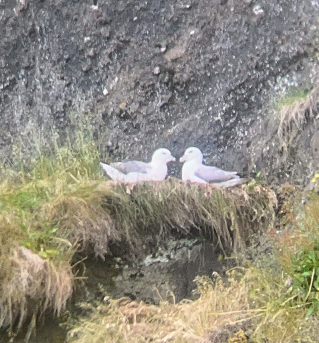 buřňák lední - ML638713127