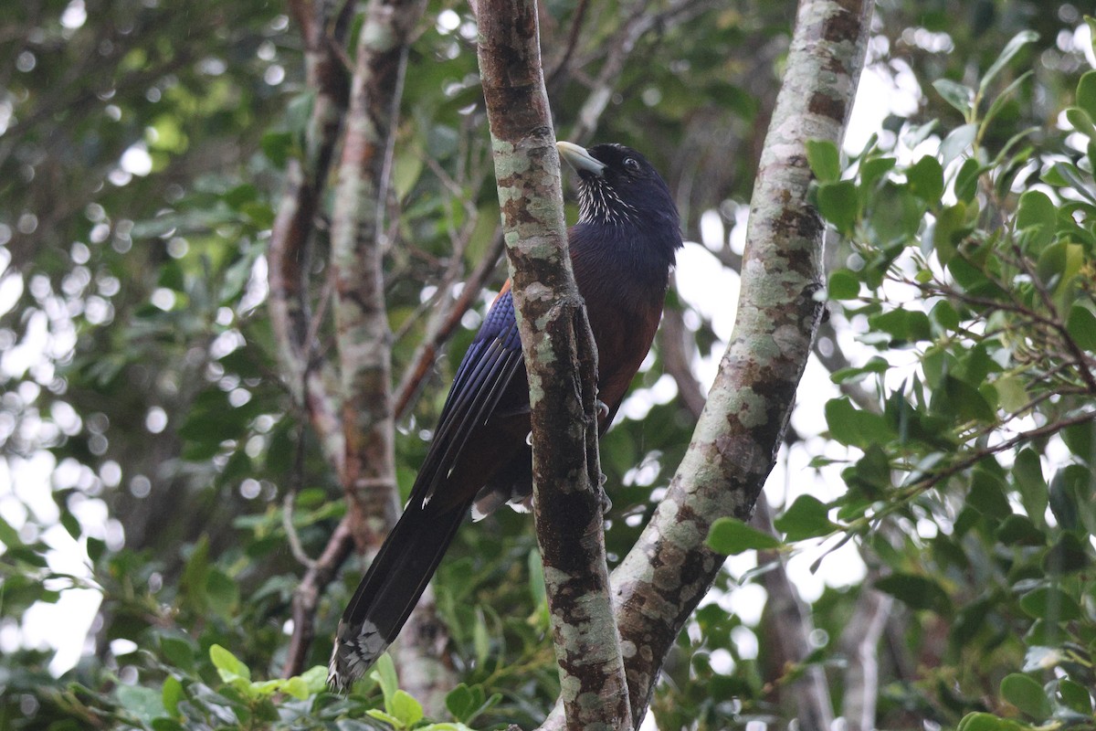 Lidth's Jay - ML638713129