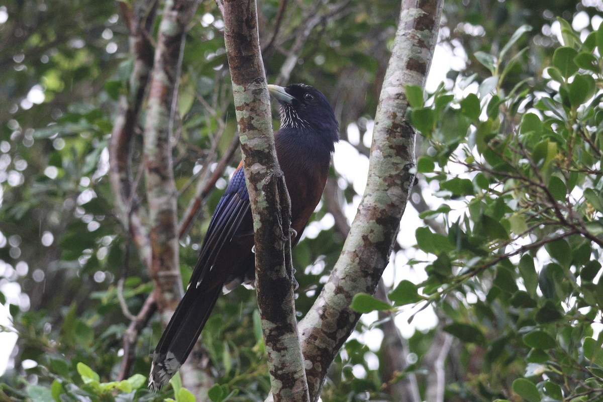 Lidth's Jay - ML638713130