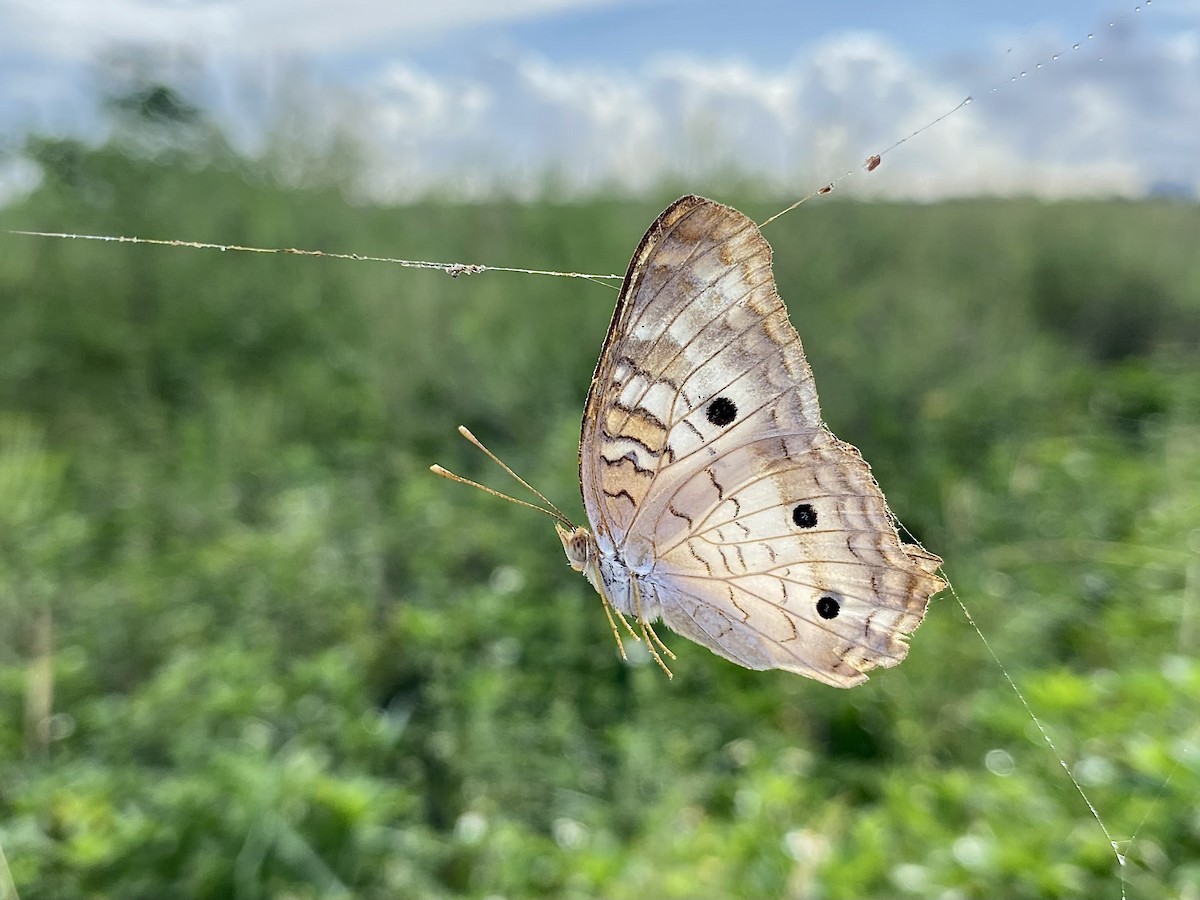 Insects - ML638713145