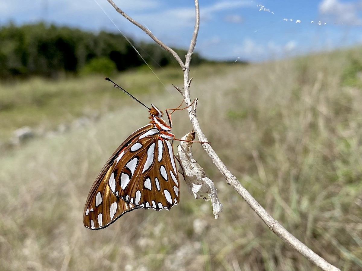 Insects - ML638713146
