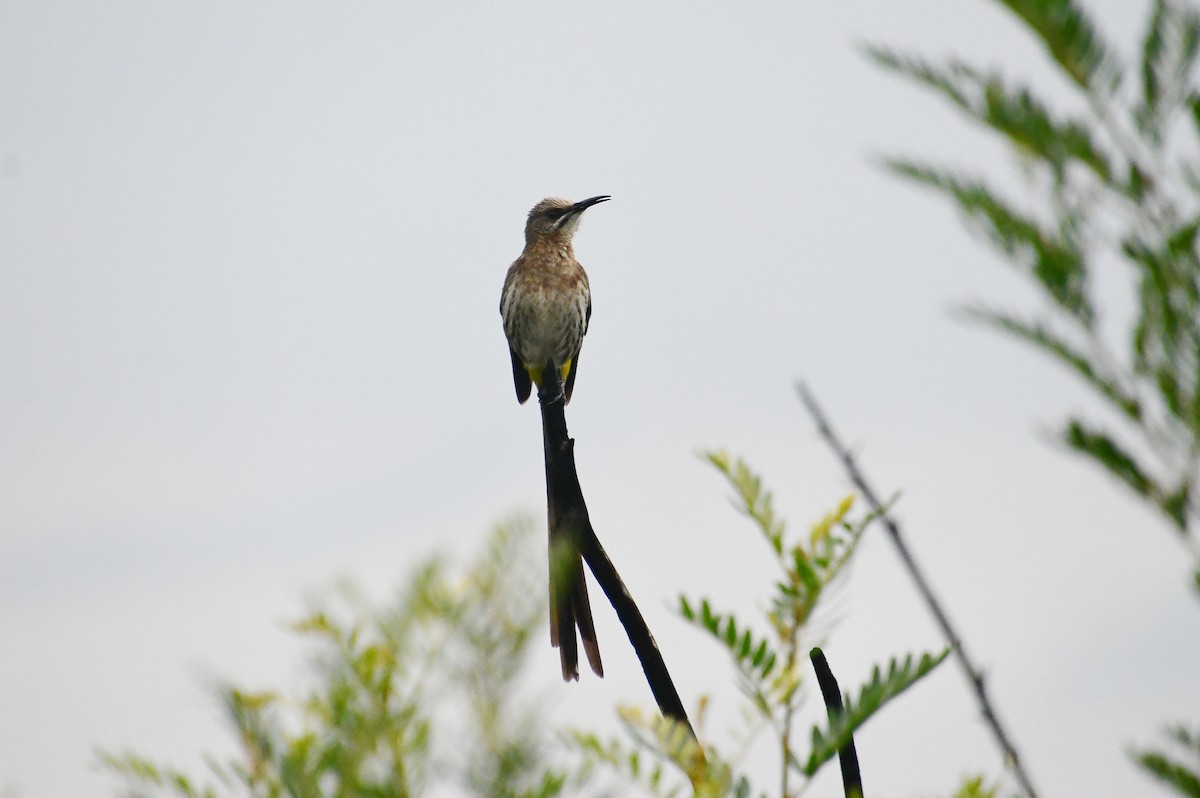 Cape Sugarbird - ML638713173