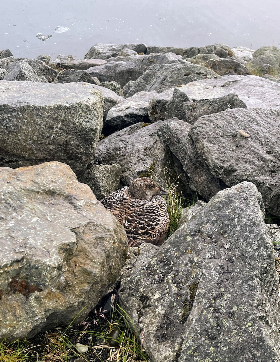 kajka mořská - ML638713174