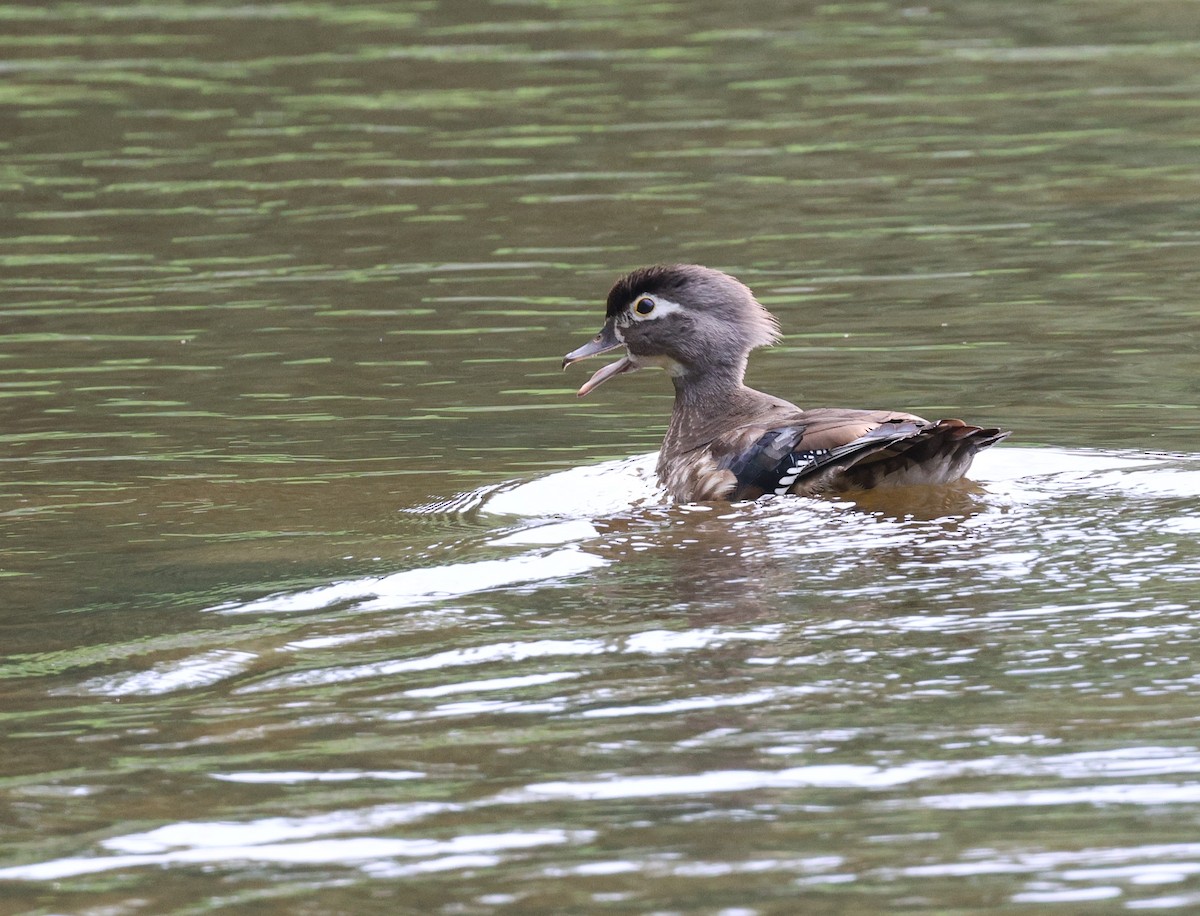 Wood Duck - ML638713185