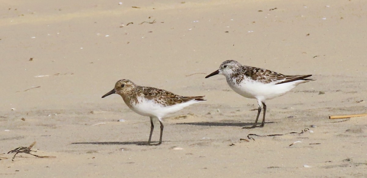 Sanderling - ML638713217