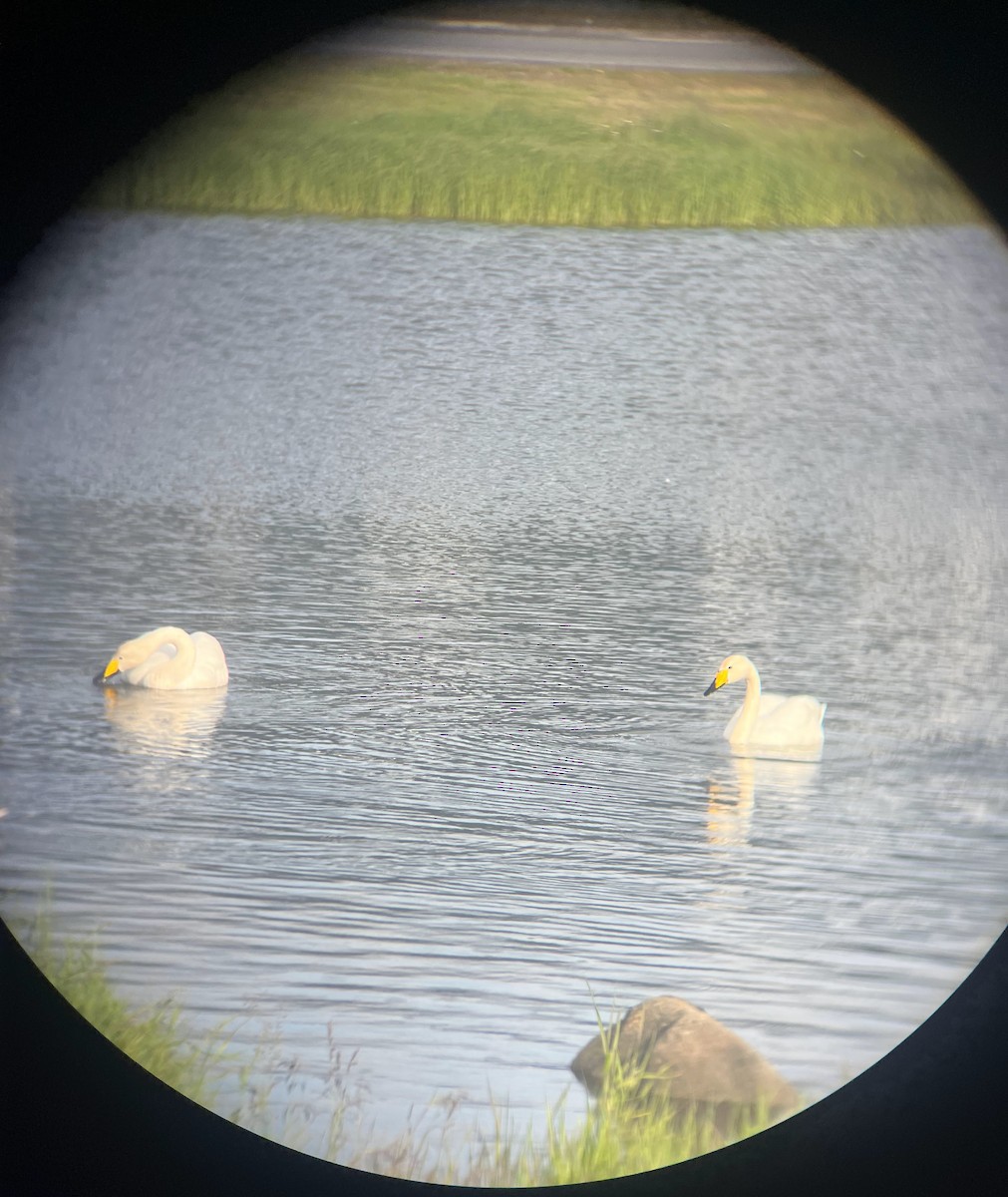 labuť zpěvná - ML638713221